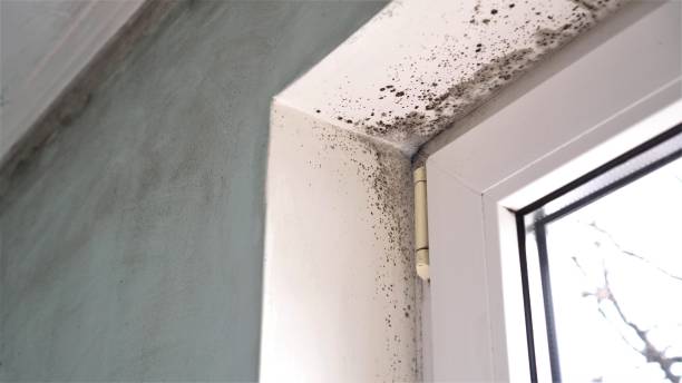 Home Mold Removal in Eatontown, NJ