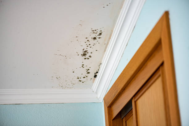 Best Professional Mold Removal  in Eatontown, NJ