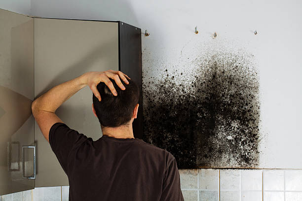 Professional Mold Removal in Eatontown, NJ