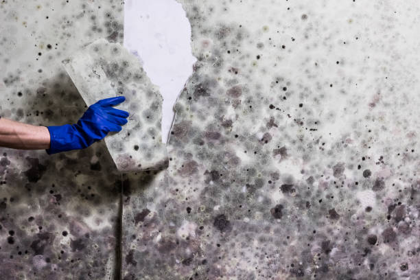 Mold Testing and Removal in Eatontown, NJ